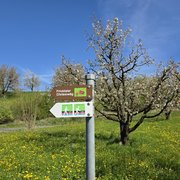 Kirschbaum mit Wegweiser Chriesiweg