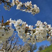 Nahaufnahme Kirschblüten
