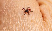 Gros plan sur une tique sur de la peau