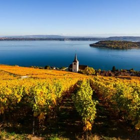 Blick über die goldenen Weinberge auf den Bielersee mit der Kirche von Ligerz und der St. Petersinsel.