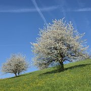 Blühende Kirschbäume