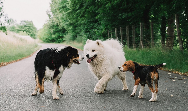 Chiens Trois chiens de différentes races en bordure d'une forêt