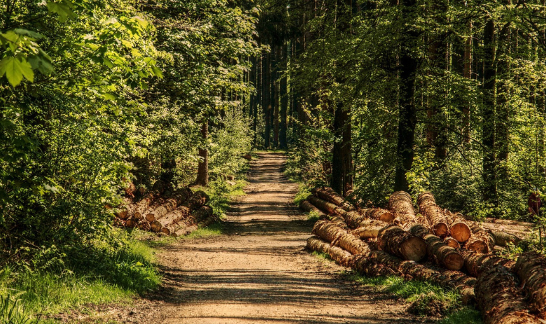 Chemin de forêt Un chemin de forêt
