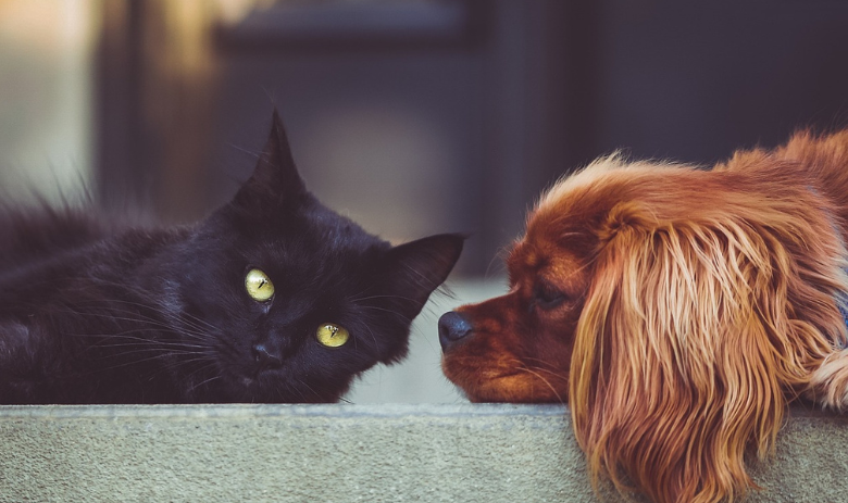Animaux de compagnie Un chat noir et un chien brun