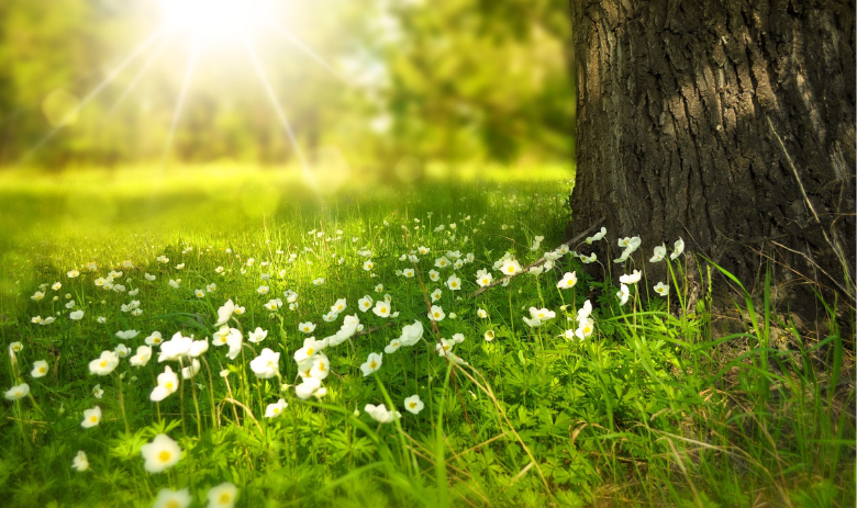 Nature Une prairie avec des fleurs et un arbre. Le soleil brille.